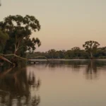 Murray River at dusk with river red gums leaning over still water near Albury